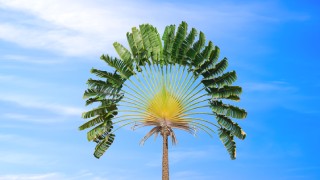 Árvore do Viajante - Ravenala Madagascariensis