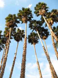 Palmeira Mexicana - Washingtonia robusta