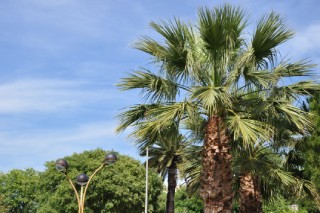 Sabal de Cuba - Sabal Jamaicensis